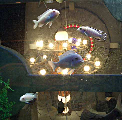 [Picture: Hotel aquarium]