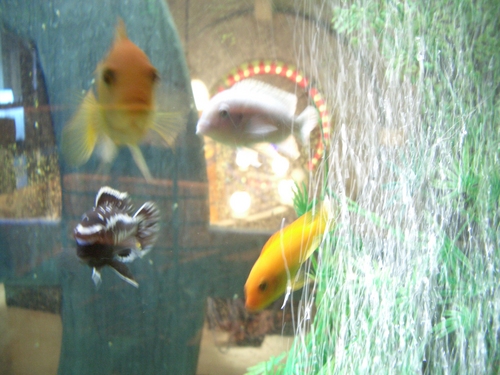 [Picture: Fish, precious! 2]