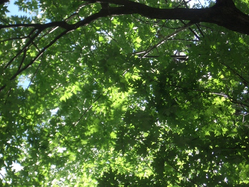 [Picture: Looking up through the leaves]