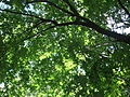 [Picture: Looking up through the leaves 2]