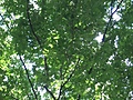 [Picture: Looking up through the leaves 3]