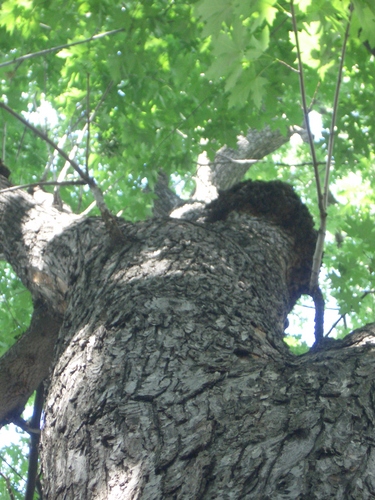 [Picture: Tree trunk looking up]