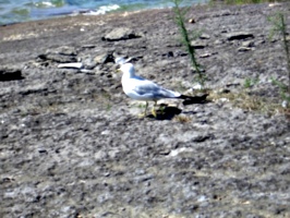 [picture: Gull 2]