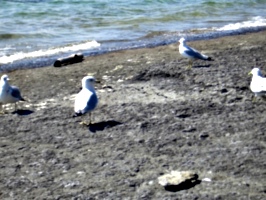 [picture: Several gulls]