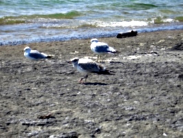 [picture: Seagull Party 2]