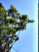 [picture: Tree against the sky]