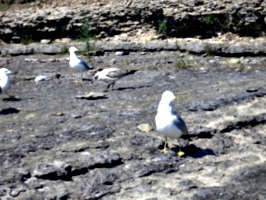 [picture: Seagull Party 4]