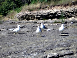 [picture: Seagull Party 6]