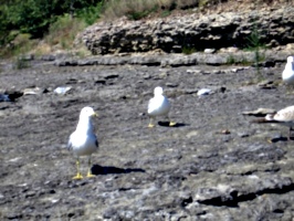 [picture: Seagulls walking]