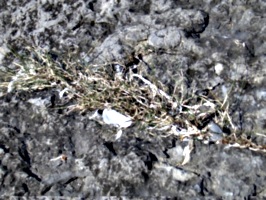 [picture: Dried grass in a crack in the rock]