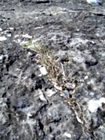 [picture: Dried grass in a crack in the rock 2]