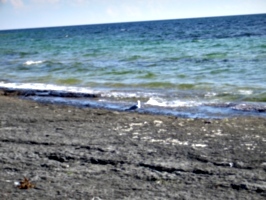 [picture: Gull by the shore]