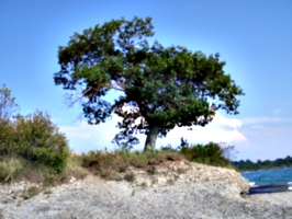 [picture: Point Petre Tree 2]