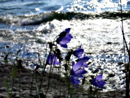 [picture: Purple flowers]