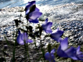 [picture: Purple flowers 2]