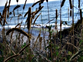 [picture: grass in front of beach]