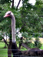 [picture: Ostrich head 2]