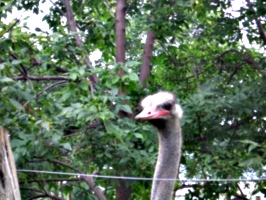 [picture: Ostrich head 3]