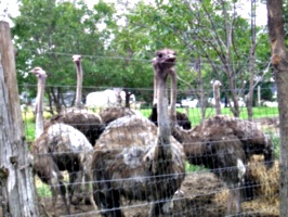 [picture: Ostrich farm 2]