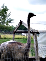 [picture: Ostrich]