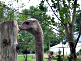 [picture: Ostrich head-on]