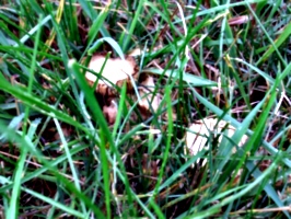 [picture: Field mushrooms]