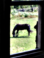[picture: Horse through the window]