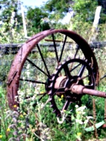 [picture: Old tractor wheel]