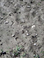 [picture: Footprints in the mud 2]