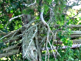 [picture: Tree by fence 2]