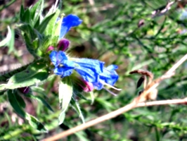 [picture: Purple and blue flower]