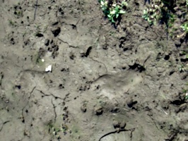 [picture: bare footprints in the mud]
