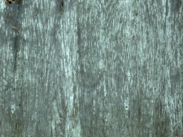 [picture: Old wood texture]