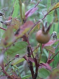[Picture: Rose hip]