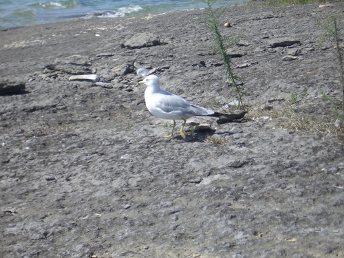 [Picture: Gull 2]