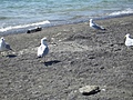 [Picture: Several gulls]