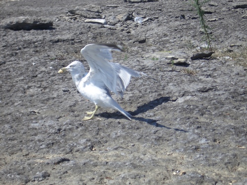 [Picture: Bird with bread in its beak]