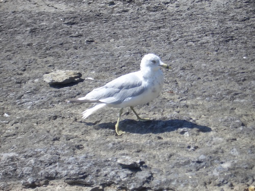 [Picture: Closer Gull]