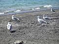 [Picture: Seagull Party]