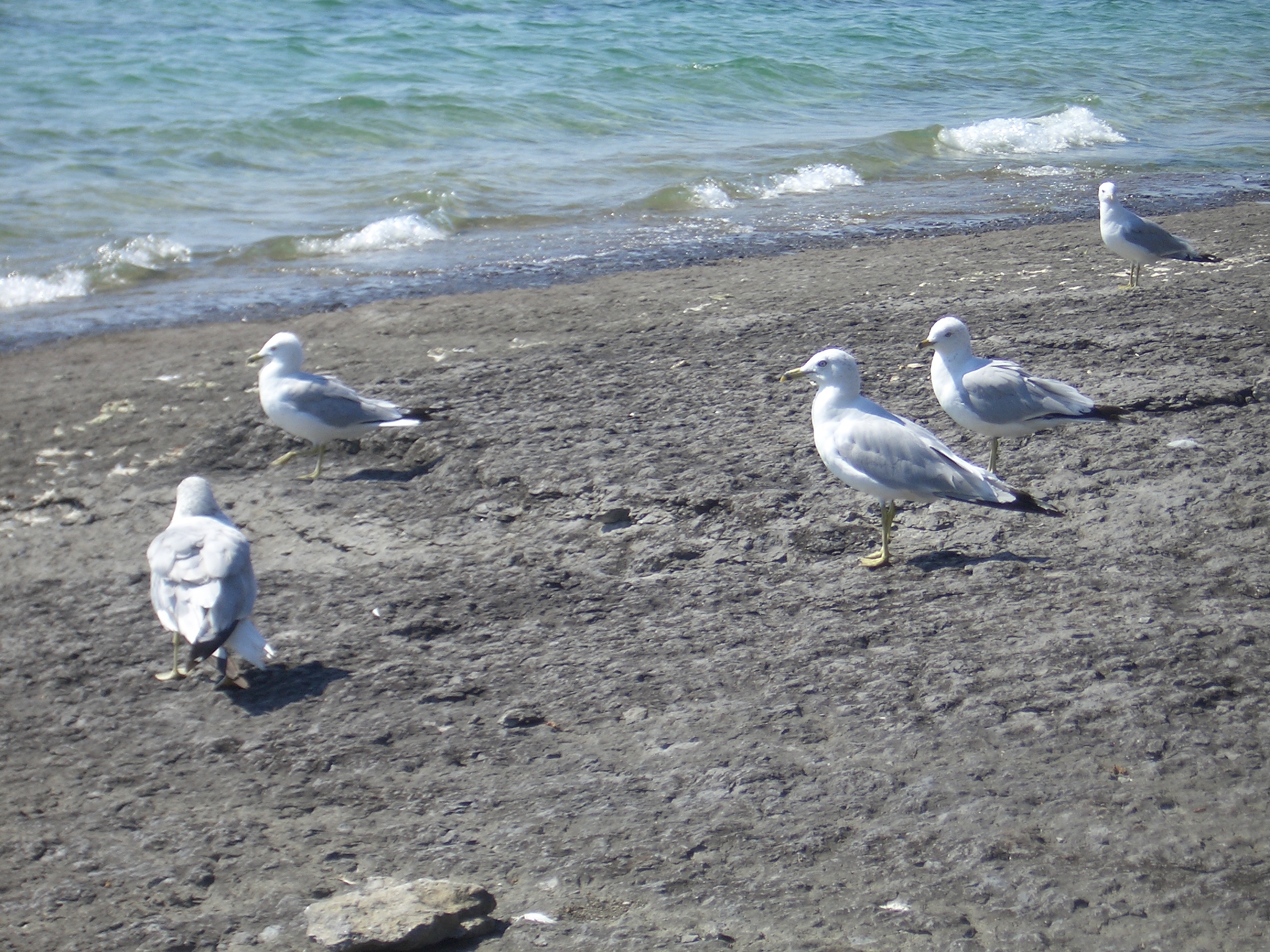 [Picture: Seagull Party]