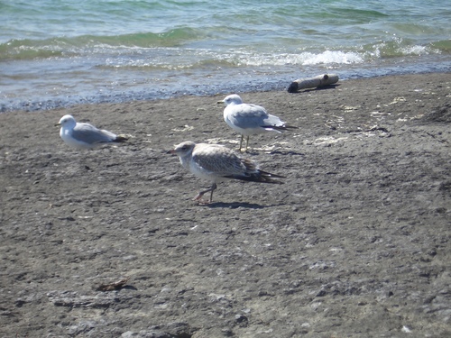 [Picture: Seagull Party 2]