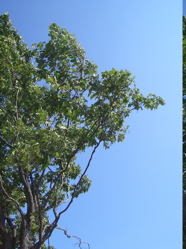 [Picture: Tree against the sky]