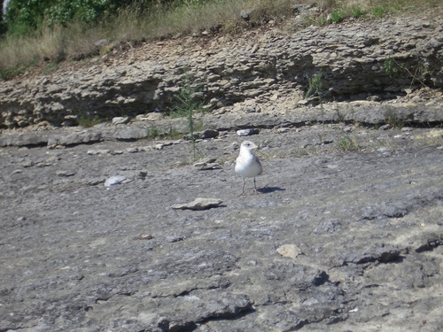 [Picture: Gull facing the camera]