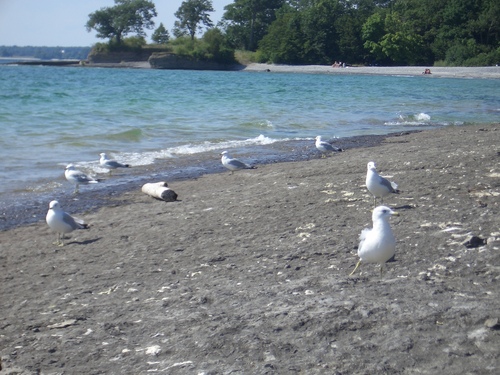 [Picture: Seagull Party 3]