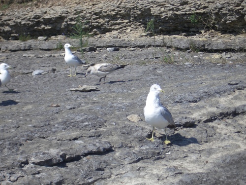 [Picture: Seagull Party 4]