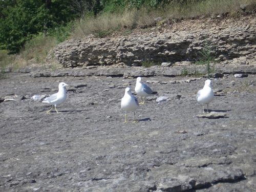 [Picture: Seagull Party 6]