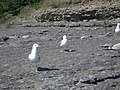 [Picture: Seagulls walking]