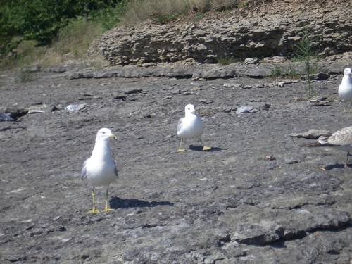 [Picture: Seagulls walking]