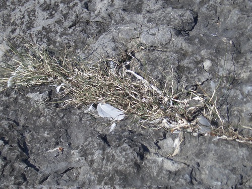 [Picture: Dried grass in a crack in the rock]