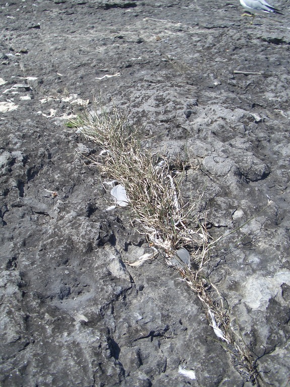 [Picture: Dried grass in a crack in the rock 2]
